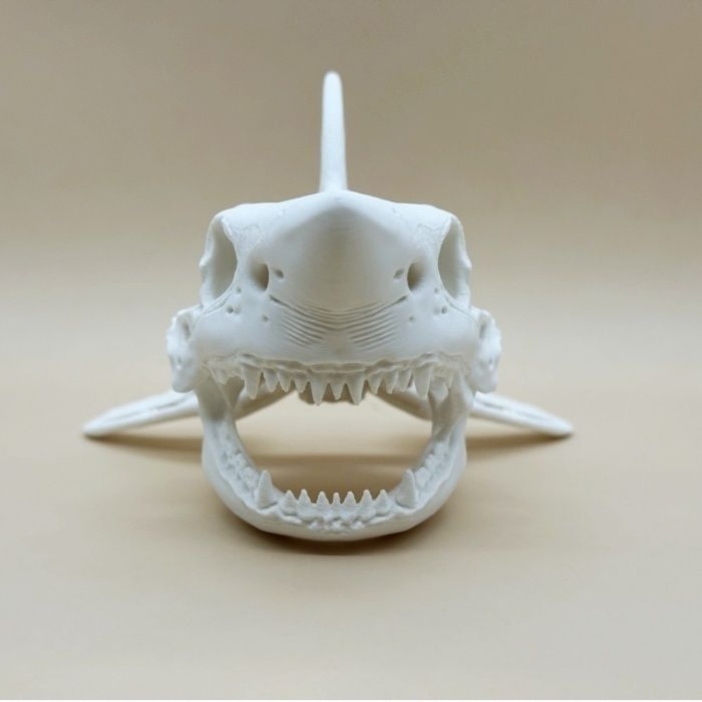 3D-printen Haaienschedel Skele - Aquarium Fish Shark recensie en prijs