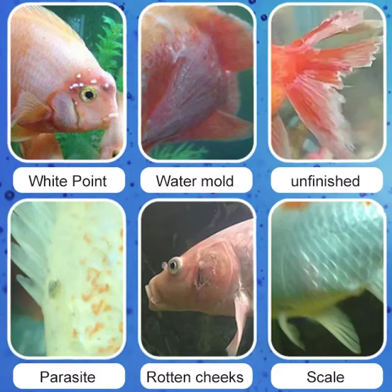 SIKEZHAN Behandeling van viszi - Aquarium Fishing recensie en prijs