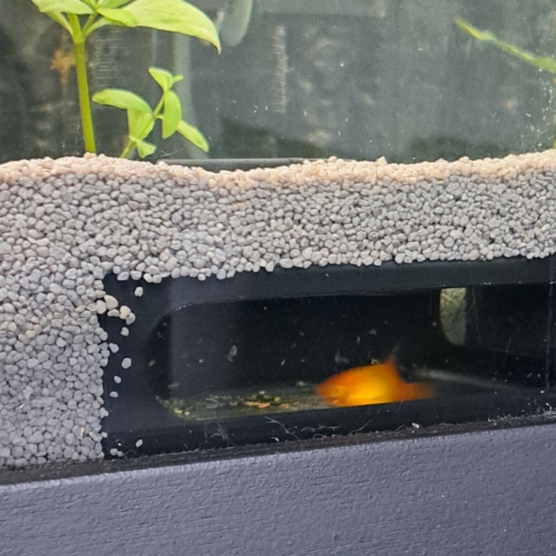 Halve cirkel aquarium hoekvis- - Aquarium Fish Paradise recensie en prijs